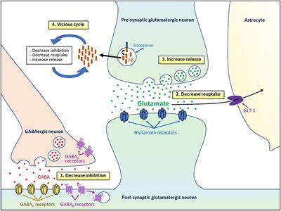 Hyperactivity Induced by Soluble Amyloid-β Oligomers in the Early Stages of Alzheimer's Disease